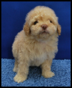 Abcpuppy