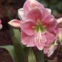 Amaryllis & Caladium Bulb Company