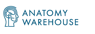 Anatomy Warehouse