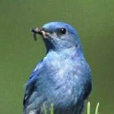 backyardchirper