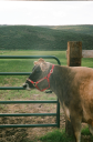 ballerinafarm