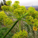 Barlow Herbal
