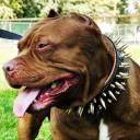 Bestiadoggear