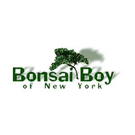Bonsai Boy