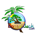 bonsaijack