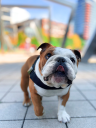bullhug