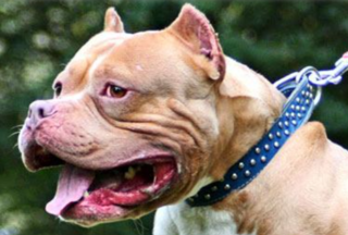 bullymax