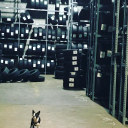 Champ Tires
