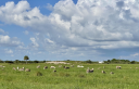 Circle C Farm