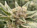 Clutchcityfarms