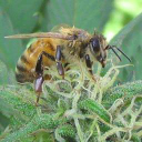 Coloradohemphoney