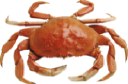 Crabhouseny