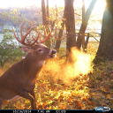 Cuddeback