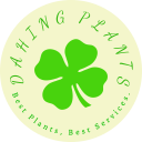 Dahingplants