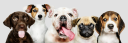 Dogchews