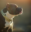 Dogchy