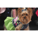 Doginthecloset