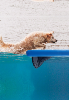 dogonwaterramp