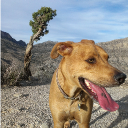dogPACER