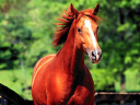Equinenow