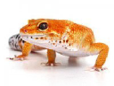 Geckodaddy