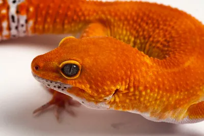 Geckodaddy