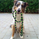 Genuinedoggear
