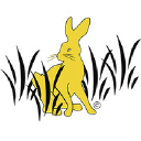 Golden Rabbit