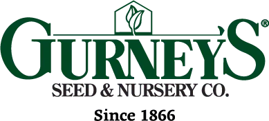 Gurney's