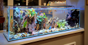 lifegardaquatics