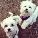 Little L's Artisan Dog Treats