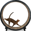 One Fast Cat