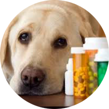Pet Insurance & Medication