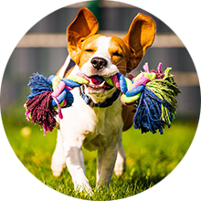Pet Toys & Accessories