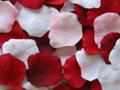 Petal Garden