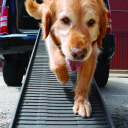 PetStep