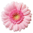 Portlandfloristshop