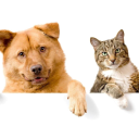 Register My Service Animal