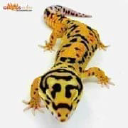 Reptiles.com