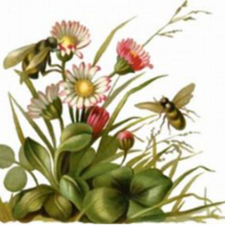 San Diego Honey Company