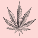 Canna Style