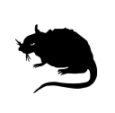 Stray Rats