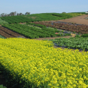 Tanakafarms
