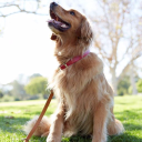 The Golden Dog Co