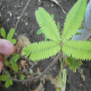 ticklemeplant