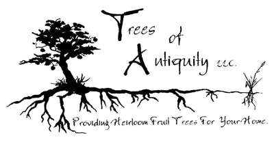 Treesofantiquity