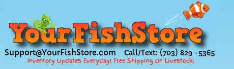 YourFishStore
