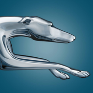greyhound