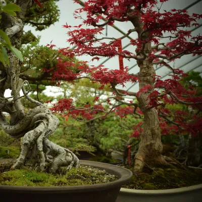 Bonsai Outlet