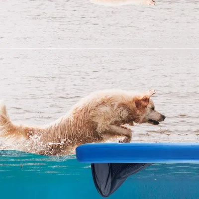 Dog On Water Ramp